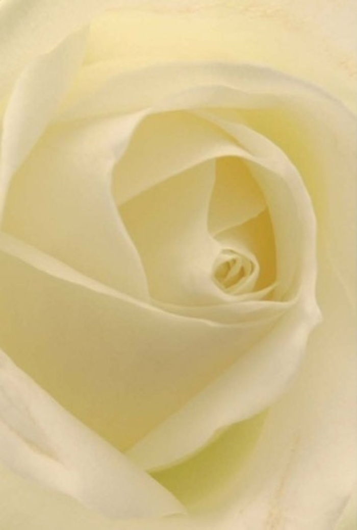 Observed up close within the tranquil setting of Manor House, this pure white rose reveals a composition where every petal seems to tell its own story. The merging shades of soft ivory and cream blend seamlessly, their surfaces matte yet glowing, accentuated by natural daylight reminiscent of the gentle glow found on quiet mornings near Finsbury Park. Elegant layers spiral inwards, each curve surrounded by barely-there shadows that impart a sculptural, almost ethereal quality to the bloom. The effect is one of sophistication and serenity, echoing the quiet pride and warmth that permeate Manor House's tree-lined avenues. To the touch, the rose promises a creamy softness, conjuring sensations of new silk or the first hint of a fresh page-delicate, but resilient. The image's subtle lighting enhances every textural nuance, highlighting nature's craftsmanship and the careful artistry of local florists. This rose stands as an ideal offering for significant occasions: a heartfelt apology, a romantic gesture, or as an elegant centrepiece at a celebration attended by friends and family from the Manor House and nearby Harringay. Its core, perfectly spiraled and nearly glowing from within, represents purity and enduring affection. Wisps of barely-there fragrance evoke tranquility and reassurance, matching the calm assurance of sending or receiving flowers from your trusted Manor House florist. Whether intended to express sympathy or mark a joyful new chapter, the bloom radiates dignity and love-each petal a testament to the thoughtful hands that brought it to life.