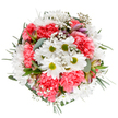 This expertly crafted bouquet, inspired by the lively community of Manor House, captures the essence of joy and renewal in each bloom. Central to the design are exuberant white daisies with lively lime-green centers, their crisp petals fanning outwards like rays of morning light over Finsbury Park. Nestled among them, plush coral-pink carnations add a warm, inviting depth, their ruffled edges imparting playful texture and movement to the arrangement. Wisps of feathery gypsophila-tiny white clusters-float between the blossoms, creating an airy quality evocative of sunlit spring days. Delicate alstroemeria buds, brushed with hints of lavender and blush, emerge from the leafy backdrop, promising future beauty. The bouquet's varied greenery-velvety eucalyptus leaves and deep green fronds-frames the composition with tranquil elegance, their subtle fragrances weaving a thread of calm. Every element is thoughtfully placed, resulting in a balanced, circular formation highlighted against a clean white ground. This bouquet, ideal for birthdays, celebrations, or a simple just-because delivered throughout Manor House, exudes both exuberance and gentle comfort. The result is a visual symphony that embodies a florist's devotion to both their craft and to brightening the days of the local community.
